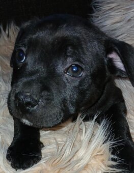 Stafordsirsky búterier - 2