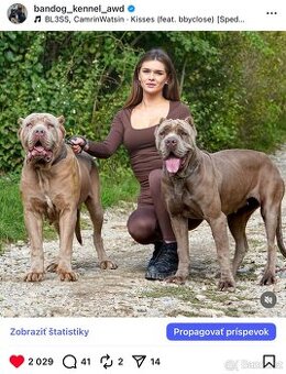 BANDOG, cane corso, doga, pitbull - 2