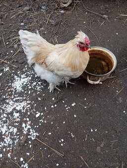 kohout X hedvábničky - 2