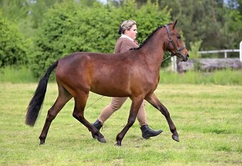 Klisna WPBR,pony - 2