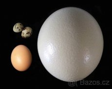 vejce PŠTROS  AFRICKÝ, vyfuky pstrosich vajec - 2