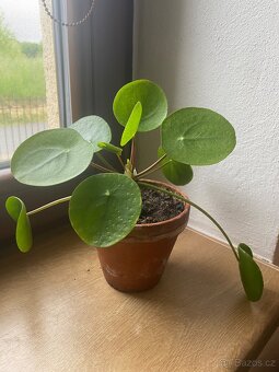 Pilea Mojito - 2