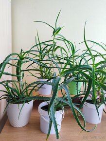 Pokojové rostliny Aloe vera práva - 3-5 let - 2