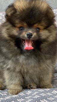 Pomeranian PP/FCI- pom- pomík-štěně - 2