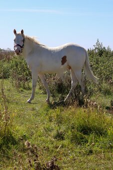Paint horse , aph žrebček - 2