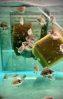 Uaru,Rico,Myleus,Flowerhorn,Datnoides - 2