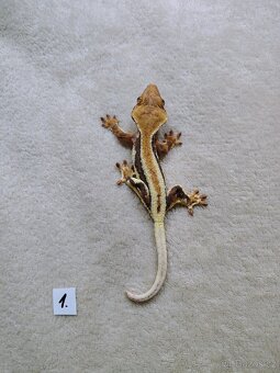 Pagekon řasnatý - 2