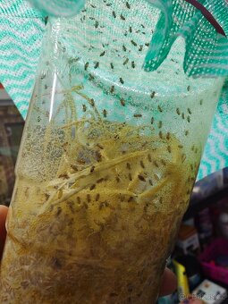 🦟 Malé a velké octomilky - 2