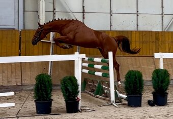 Valach po Damon na prodej - 2