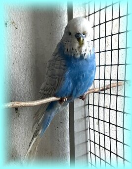 Mladé andulky - Andulka vlnkovaná - 2