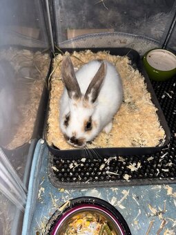 Zakrslí králíčci. - 2