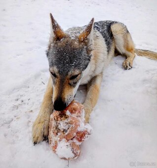 československý vlčák - 2