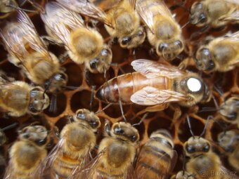 Včelí matky Buckfast - 2