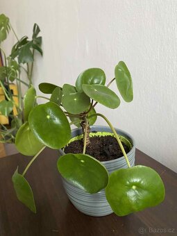 Pilea včetně obalu - 2