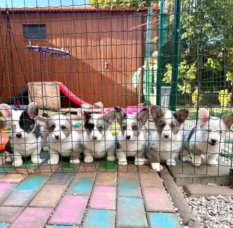 Welsh corgi cardigan s PP. - 2