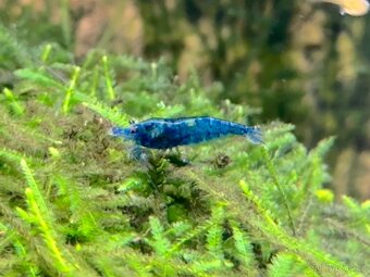 Neocaridina blue dream high - 2