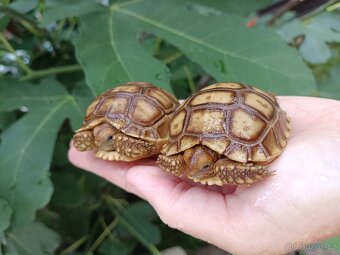 Želva ostruhatá,Geochelone Sulcata mláďata - 2