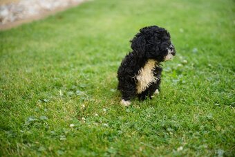 maltipoo - 2