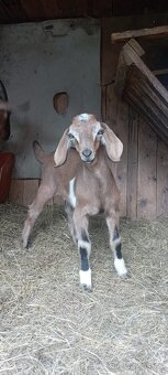 Nabízím k závaznému zamluvení anglonubíjska kůzlata bezrohé. - 2