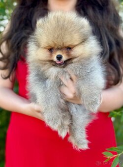 Pomeranian s PP FCI - 2