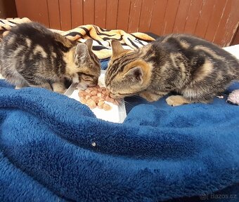 Koťátka k adopci – hledáme milující rodiny 🐾 - 2