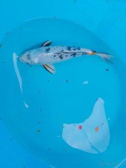 ❗️KOI KAPR 30-60CM VÝPRODEJ❗️ - 2