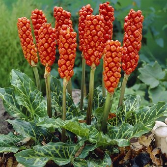 Skalničky,trvalky a cibuloviny,pivoňky,orchideje. - 2