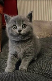 Britský kocourek - 2