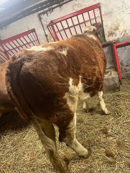 Jalovička čestr - 2