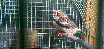 prodám zebřičky - 2