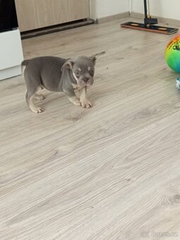 francouzský buldocek - 2