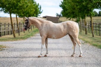 5 léta Welsh pony Prodej, výměna - 2