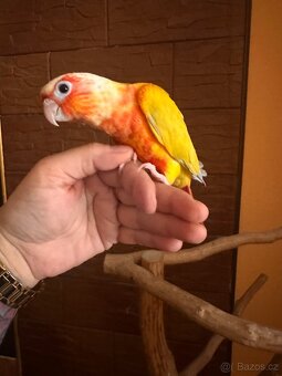 Pyrura zelenolicí Suncheek - 2