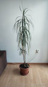 Krásná vzrostlá pokojová rostlina Draceana, výška cca 170 cm - 2