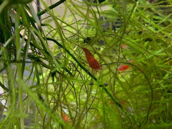 Krevetka Neocaridina Red Sakura - 2