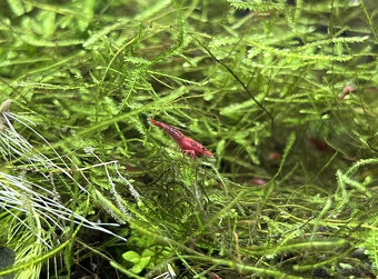 Krevetka Neocaridina  Red Sakura - 2