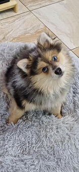 Pomeranian x německý špic střední - 2