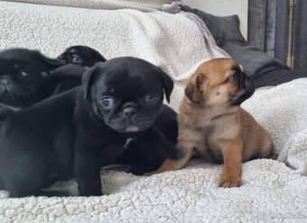 Mops - 2