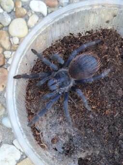 Sklípkan Pterinopelma sazimai - 2