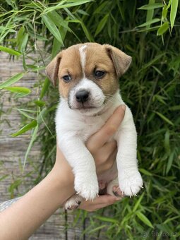 Jack Russell teriéra - 2