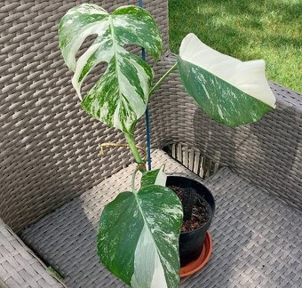 Monstera albo variegata - 2