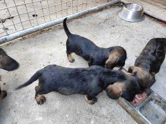 Štěňata jezevčík drsnosrstý standard s PP - 2