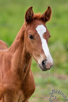 LETOŠNÍ HŘEBEC K ZAMLUVENÍ - 2