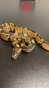 Krajta královská - 2