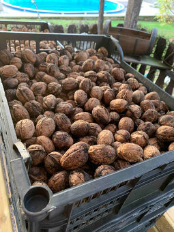 Vlašské ořechy - 2