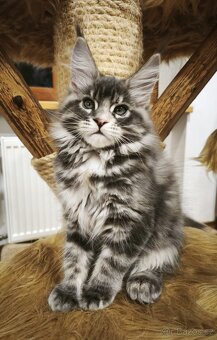 Mainská mývalí koťátka s PP - 2