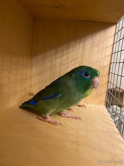 Papoušiček Šedokřídlý. Papoušiček Brýlatý - 2