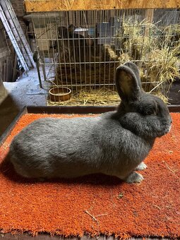 Prodám samici Vídeňskou modrou - 2