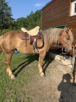 Klisna slezsky norik 5 let - 2