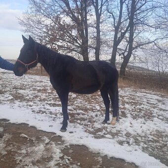 Kobyla k rekreaci/spolecnik - 2